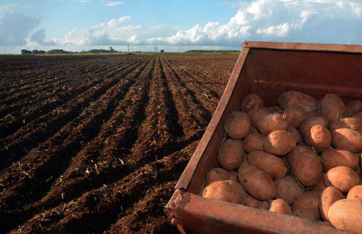 Retorna el cultivo de la papa en Granma