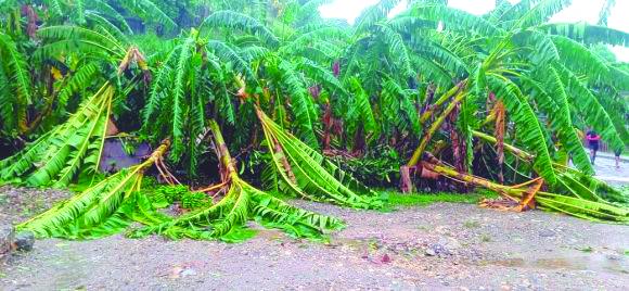 A modo general, la agricultura guantanamera fue duramente golpeada por el ciclón Oscar. Foto: Cubadebate.