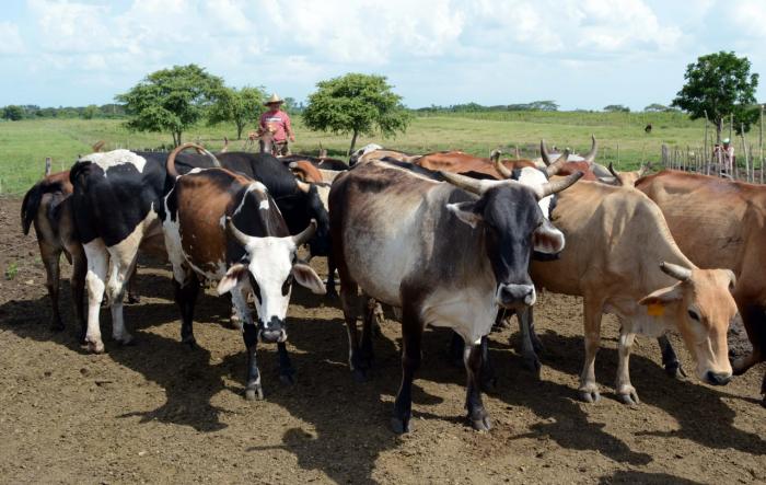 La masa ganadera ha sido muy golpeada, no solo por factores ambientales o carencia de recursos, sino por mal manejo. Foto: Rodolfo Blanco Cué.
